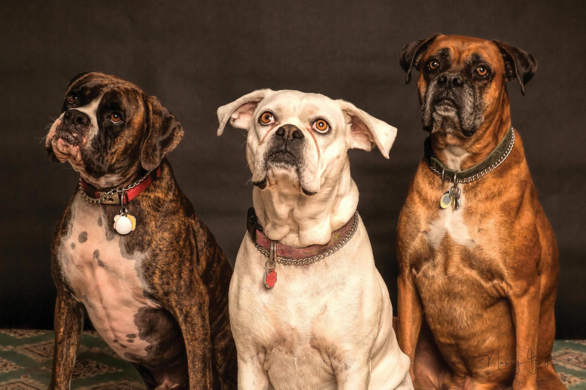 Dog & Cat Vets in Hernando