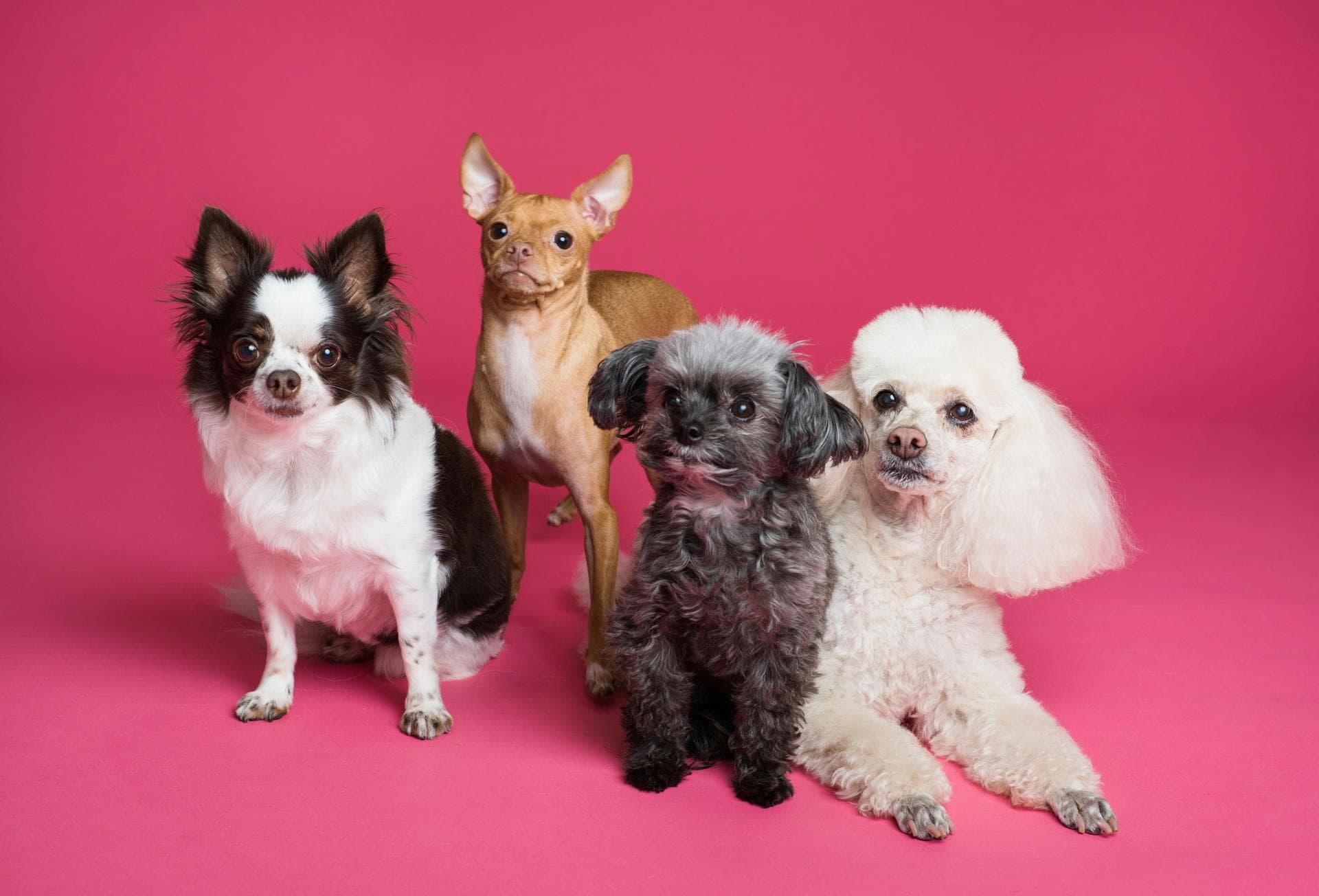 Dog & Cat Vets in Batesville