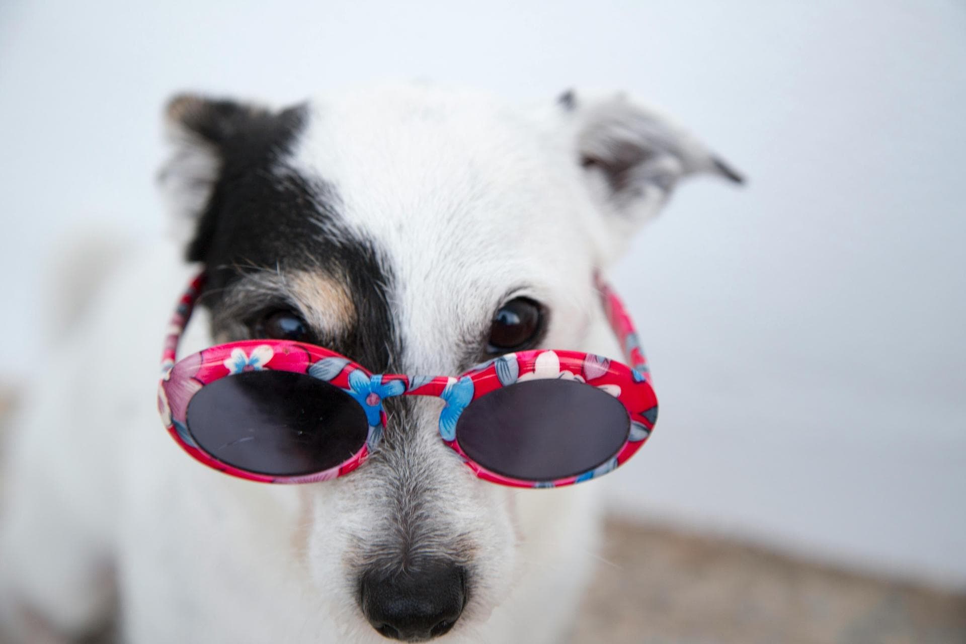 Dog & Cat Vets in Batesville