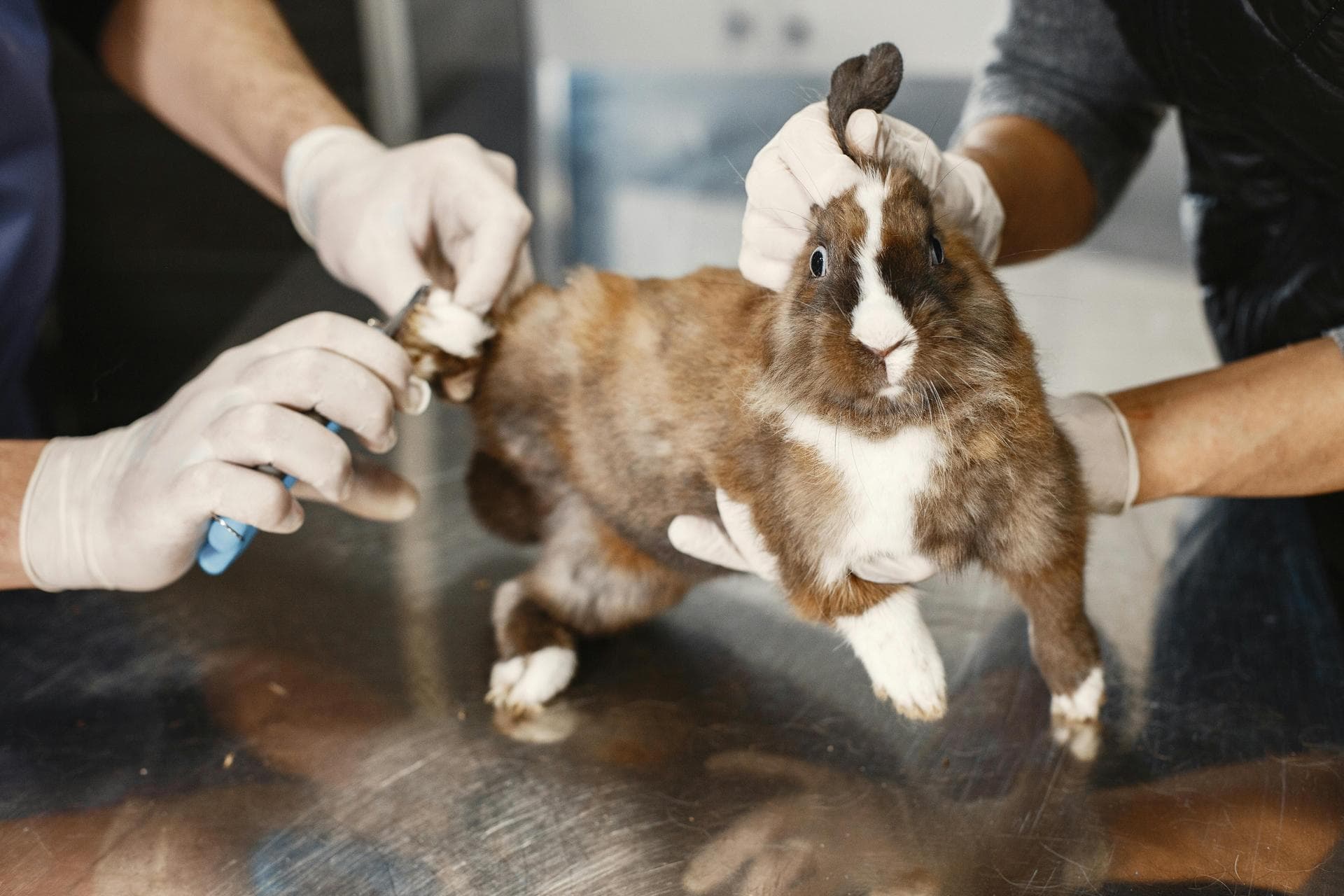 Dog & Cat Vets in Meridian