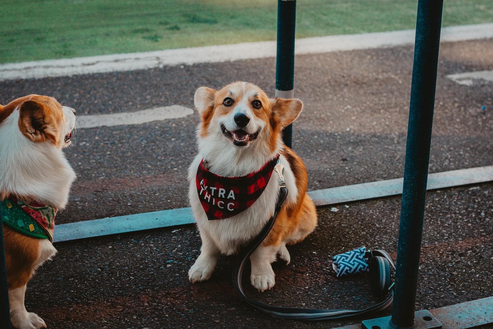 Emergency vets in Mississippi